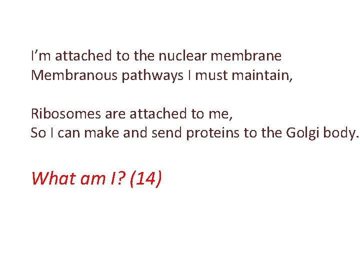 I’m attached to the nuclear membrane Membranous pathways I must maintain, Ribosomes are attached