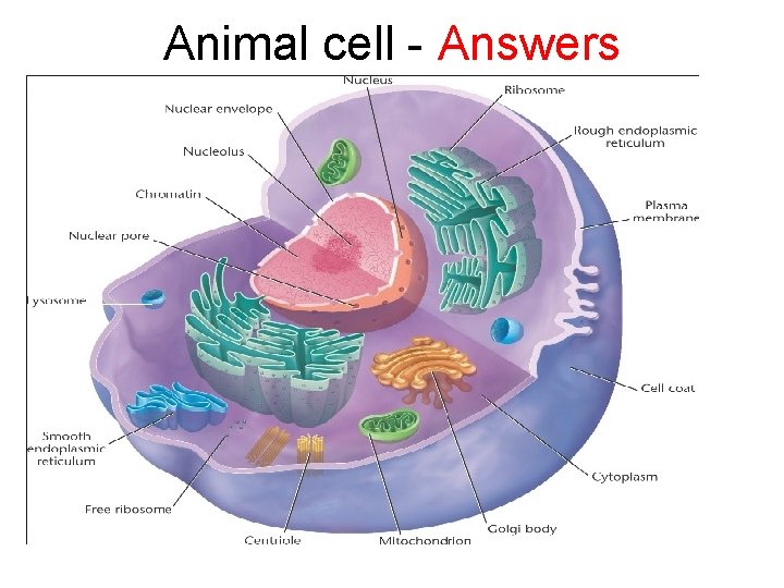 Animal cell - Answers 