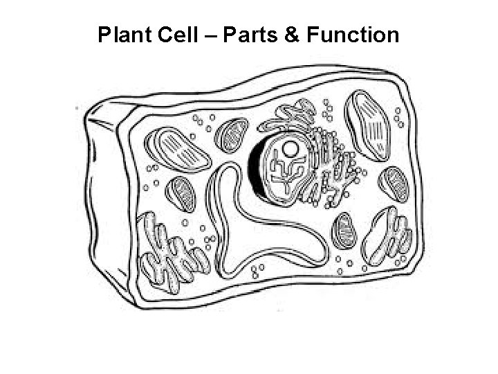 Plant Cell – Parts & Function 