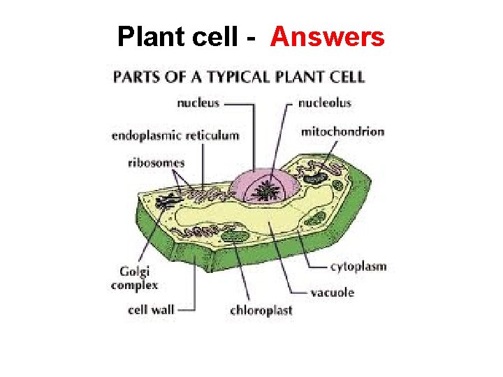 Plant cell - Answers 