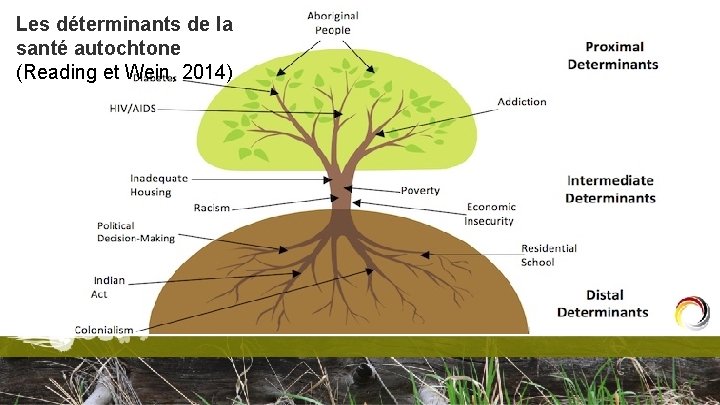 Les déterminants de la santé autochtone (Reading et Wein, 2014) 