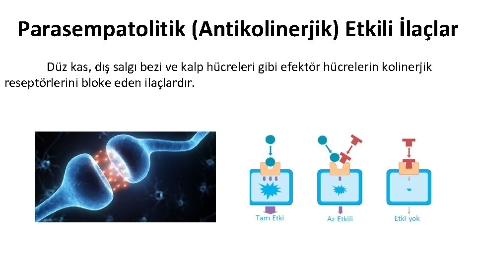 Parasempatolitik (Antikolinerjik) Etkili İlaçlar Düz kas, dış salgı bezi ve kalp hücreleri gibi efektör