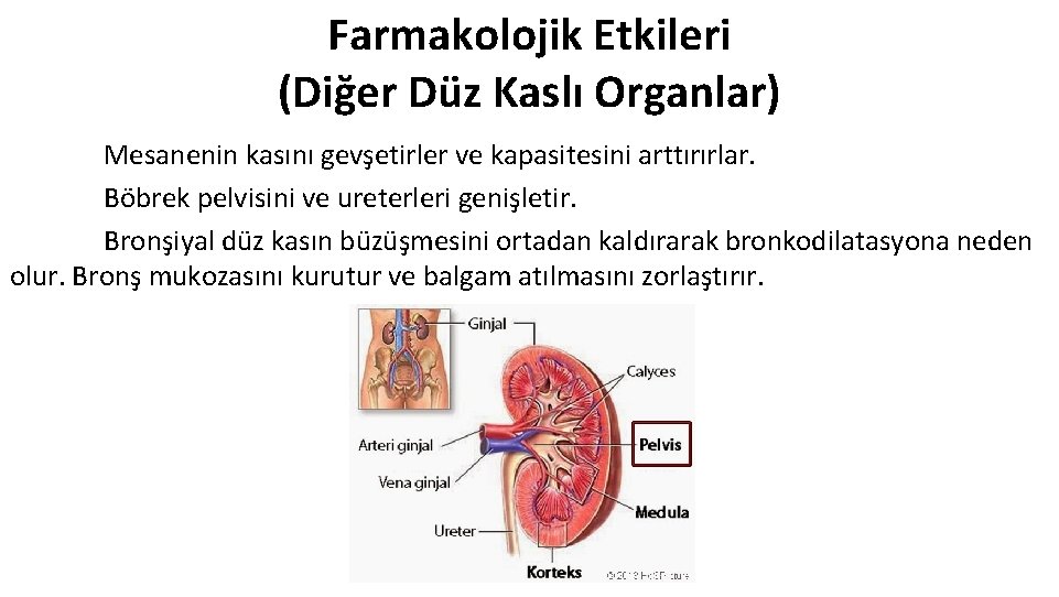 Farmakolojik Etkileri (Diğer Düz Kaslı Organlar) Mesanenin kasını gevşetirler ve kapasitesini arttırırlar. Böbrek pelvisini