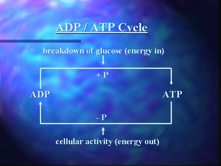 ADP / ATP Cycle breakdown of glucose (energy in) +P ADP ATP -P cellular