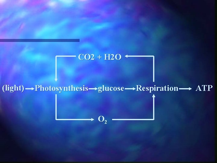CO 2 + H 2 O (light) Photosynthesis glucose O 2 Respiration ATP 