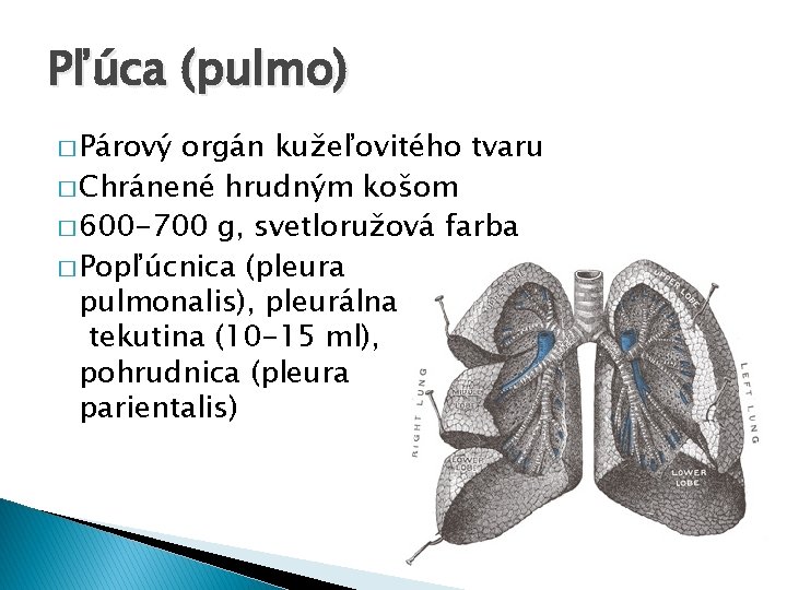 Pľúca (pulmo) � Párový orgán kužeľovitého tvaru � Chránené hrudným košom � 600 -700