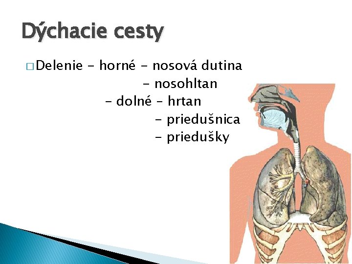 Dýchacie cesty � Delenie - horné - nosová dutina - nosohltan - dolné –