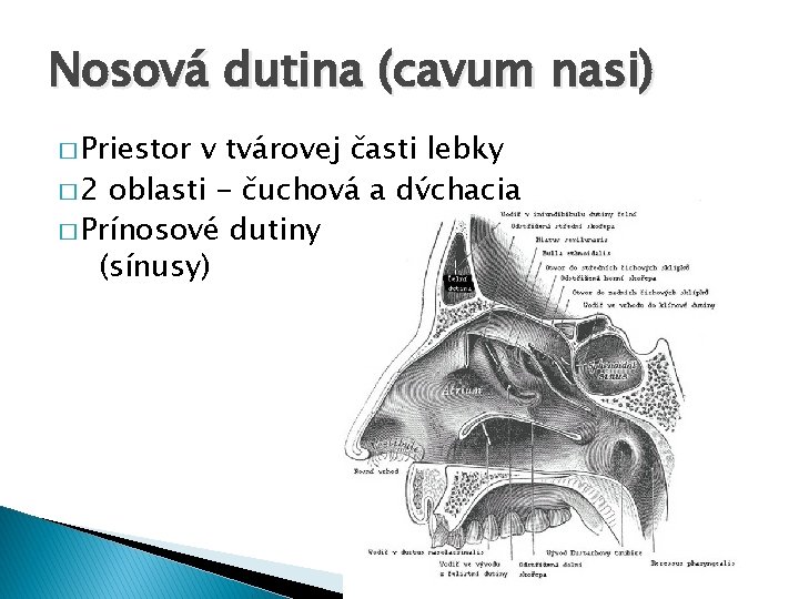 Nosová dutina (cavum nasi) � Priestor v tvárovej časti lebky � 2 oblasti -