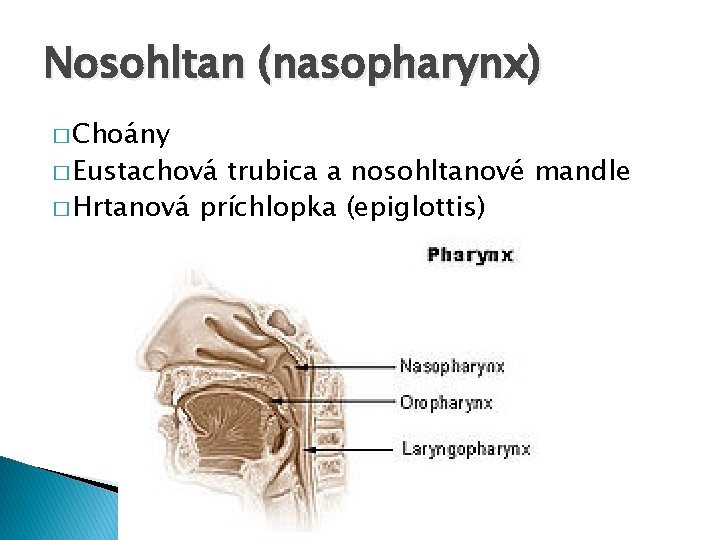 Nosohltan (nasopharynx) � Choány � Eustachová trubica a nosohltanové mandle � Hrtanová príchlopka (epiglottis)