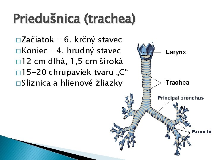 Priedušnica (trachea) � Začiatok - 6. krčný stavec � Koniec – 4. hrudný stavec