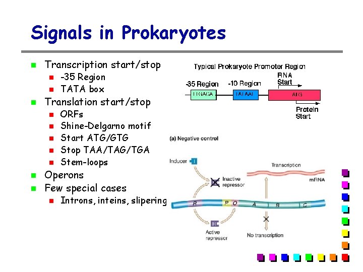 Signals in Prokaryotes Transcription start/stop Translation start/stop -35 Region TATA box ORFs Shine-Delgarno motif