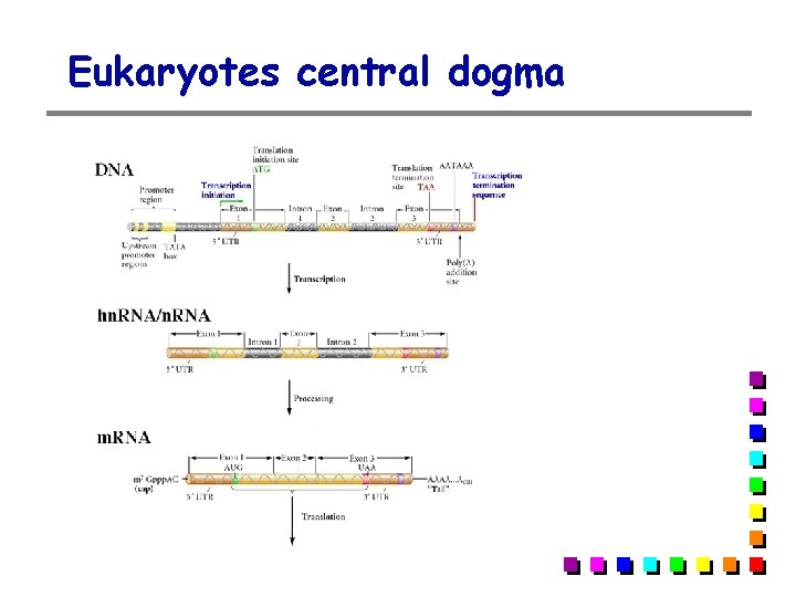 Eukaryotes central dogma 