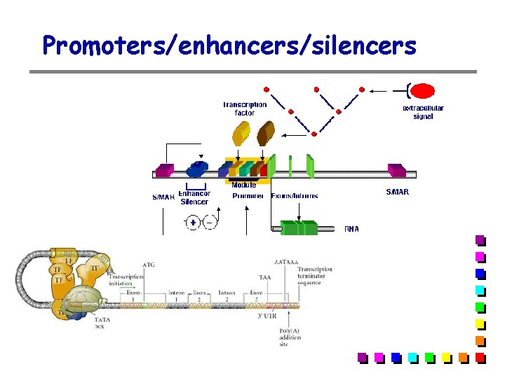 Promoters/enhancers/silencers 