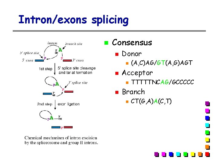 Intron/exons splicing Consensus Donor Acceptor (A, C)AG/GT(A, G)AGT TTTTTNCAG/GCCCCC Branch CT(G, A)A(C, T) 