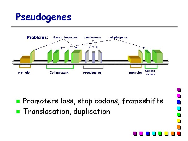 Pseudogenes Promoters loss, stop codons, frameshifts Translocation, duplication 