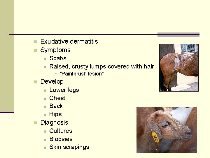n n Exudative dermatitis Symptoms n Scabs n Raised, crusty lumps covered with hair