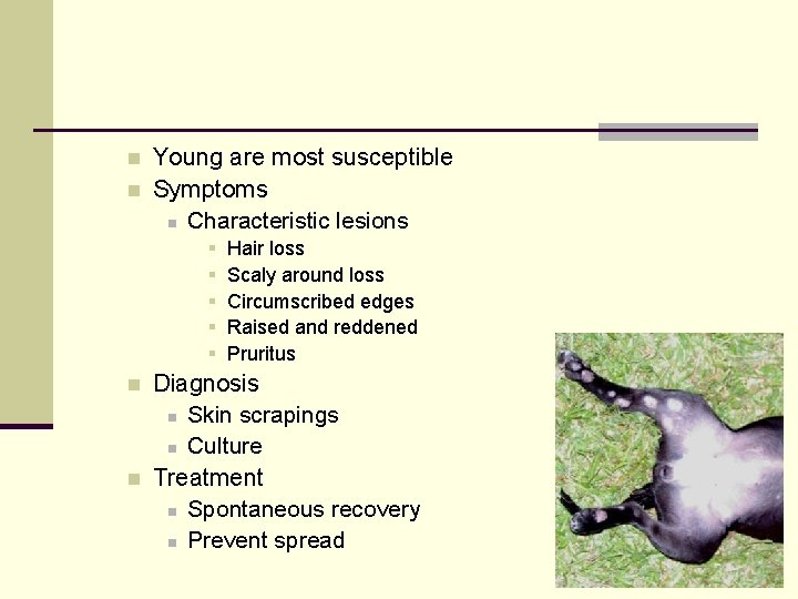 n n Young are most susceptible Symptoms n Characteristic lesions § § § n
