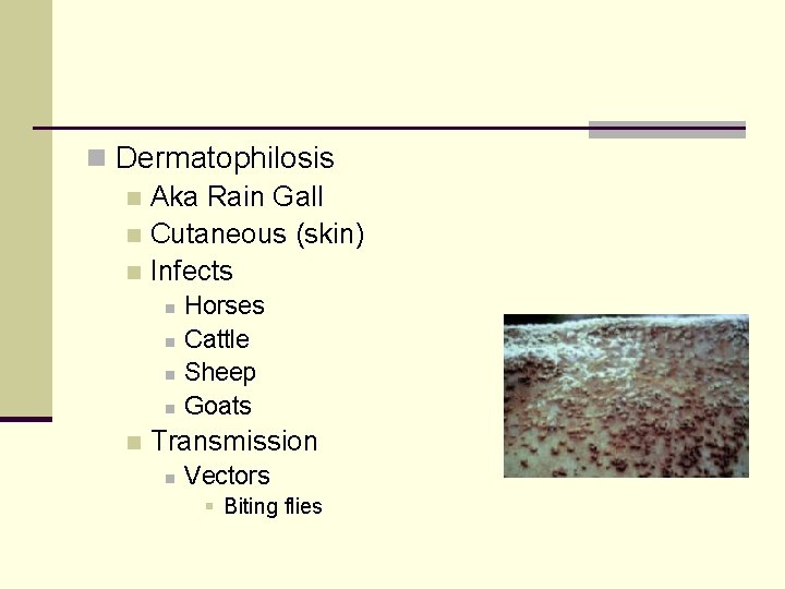 n Dermatophilosis n Aka Rain Gall n Cutaneous (skin) n Infects n n n