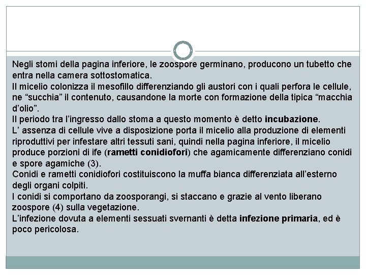 Negli stomi della pagina inferiore, le zoospore germinano, producono un tubetto che entra nella