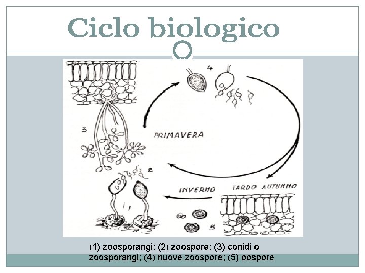 (1) zoosporangi; (2) zoospore; (3) conidi o zoosporangi; (4) nuove zoospore; (5) oospore 