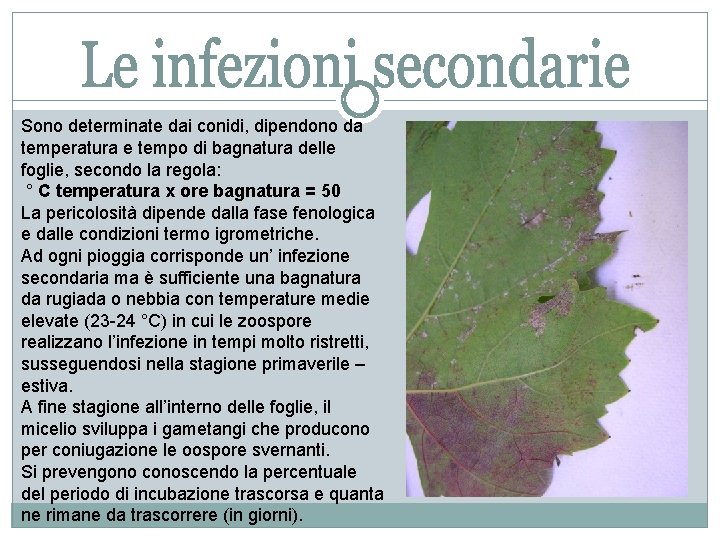 Sono determinate dai conidi, dipendono da temperatura e tempo di bagnatura delle foglie, secondo