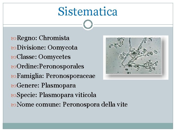 Sistematica Regno: Chromista Divisione: Oomycota Classe: Oomycetes Ordine: Peronosporales Famiglia: Peronosporaceae Genere: Plasmopara Specie: