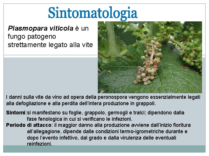 Plasmopara viticola è un fungo patogeno strettamente legato alla vite I danni sulla vite