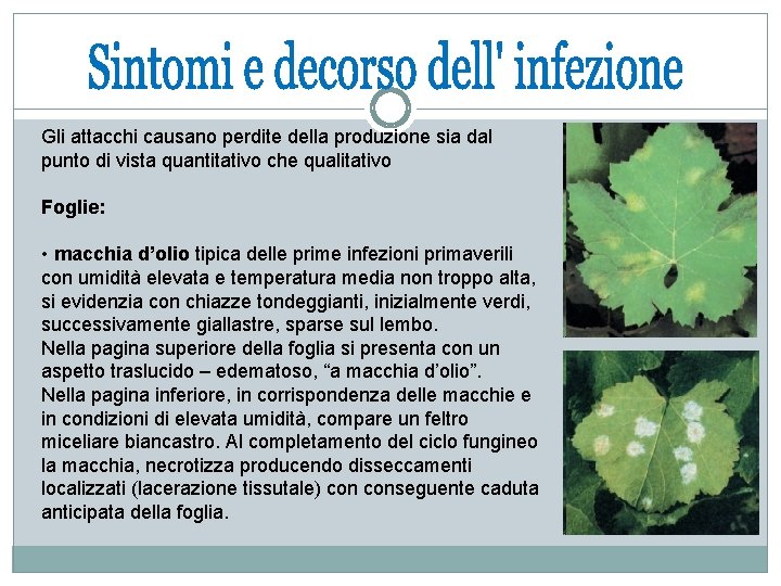 Gli attacchi causano perdite della produzione sia dal punto di vista quantitativo che qualitativo