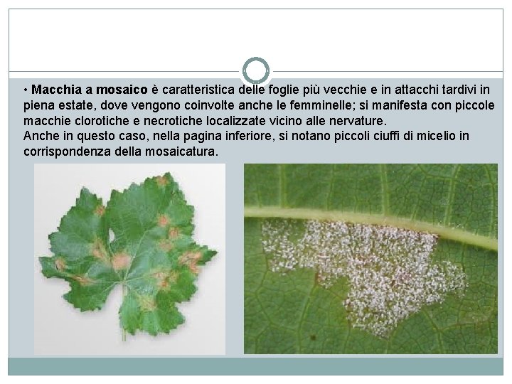  • Macchia a mosaico è caratteristica delle foglie più vecchie e in attacchi