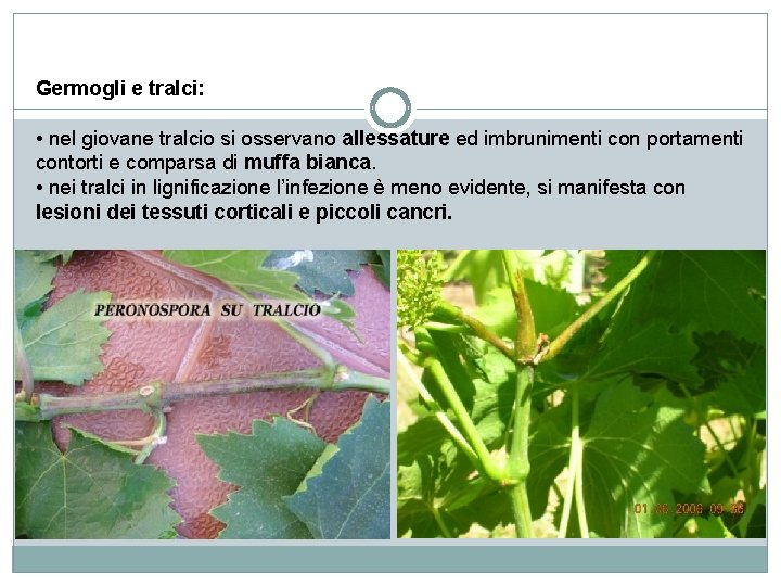 Germogli e tralci: • nel giovane tralcio si osservano allessature ed imbrunimenti con portamenti