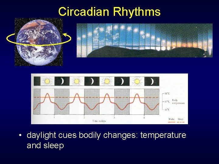 Circadian Rhythms • daylight cues bodily changes: temperature and sleep Circadian Rhythms • daylight cues bodily changes: temperature and sleep