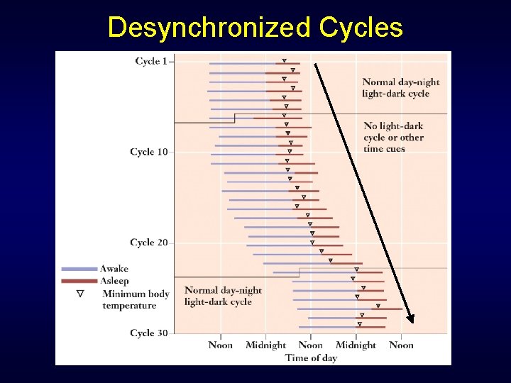 Desynchronized Cycles Desynchronized Cycles