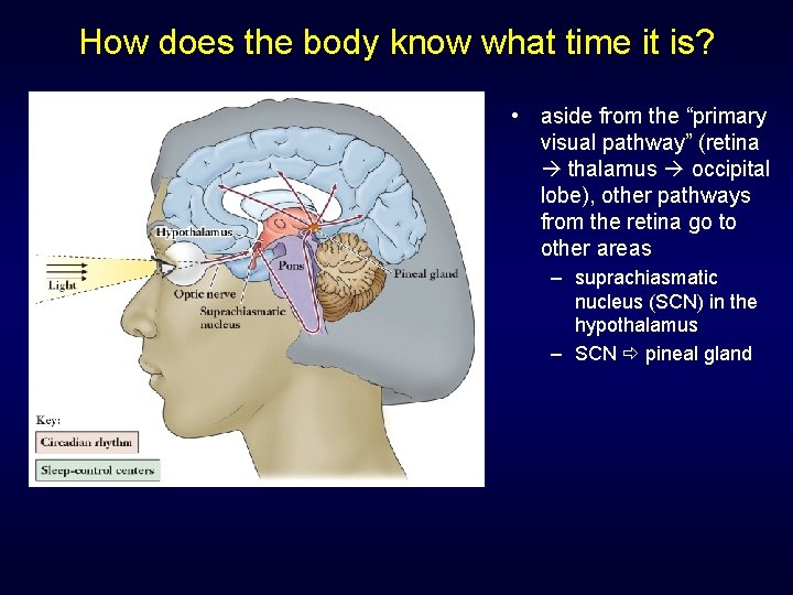 How does the body know what time it is? • aside from the “primary How does the body know what time it is? • aside from the “primary