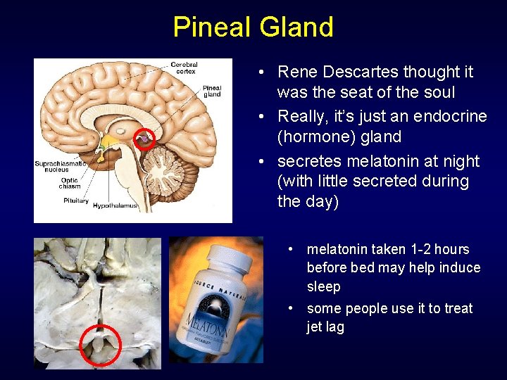 Pineal Gland • Rene Descartes thought it was the seat of the soul • Pineal Gland • Rene Descartes thought it was the seat of the soul •