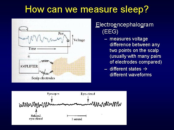 How can we measure sleep? Electroencephalogram (EEG) – measures voltage difference between any two How can we measure sleep? Electroencephalogram (EEG) – measures voltage difference between any two