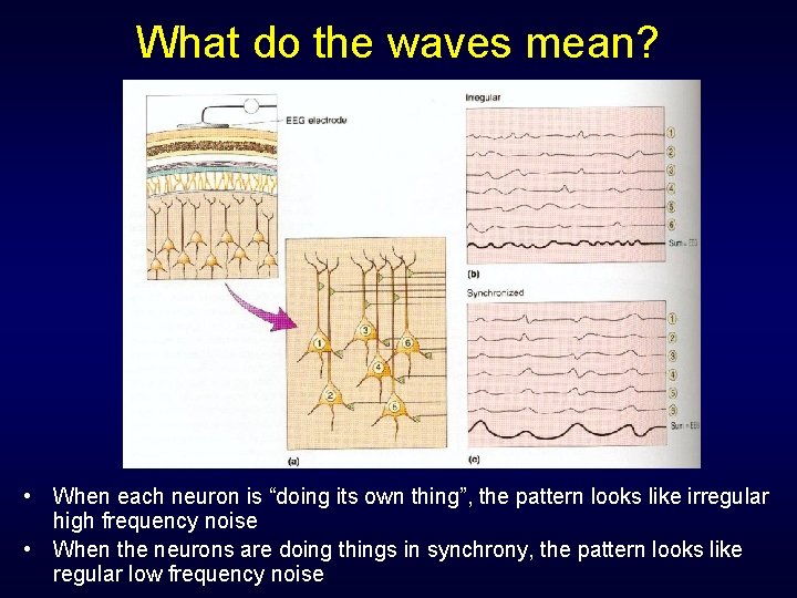 What do the waves mean? • When each neuron is “doing its own thing”, What do the waves mean? • When each neuron is “doing its own thing”,