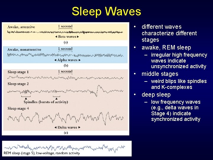 Sleep Waves • different waves characterize different stages • awake, REM sleep – irregular Sleep Waves • different waves characterize different stages • awake, REM sleep – irregular