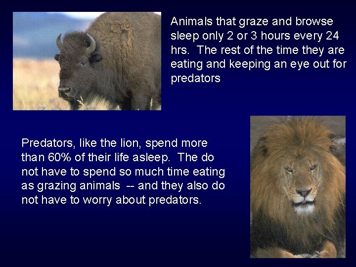 Animals that graze and browse sleep only 2 or 3 hours every 24 hrs. Animals that graze and browse sleep only 2 or 3 hours every 24 hrs.