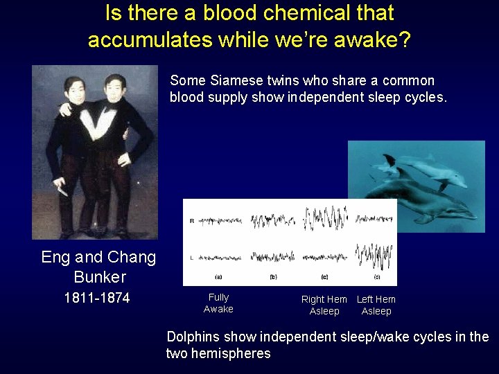 Is there a blood chemical that accumulates while we’re awake? Some Siamese twins who Is there a blood chemical that accumulates while we’re awake? Some Siamese twins who