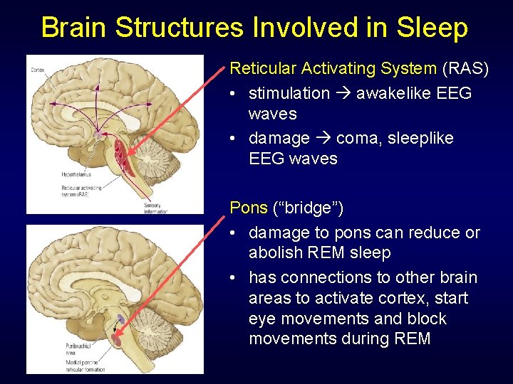 Brain Structures Involved in Sleep Reticular Activating System (RAS) • stimulation awakelike EEG waves Brain Structures Involved in Sleep Reticular Activating System (RAS) • stimulation awakelike EEG waves