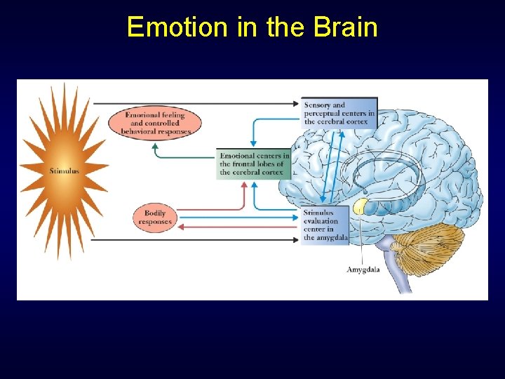 Emotion in the Brain Emotion in the Brain