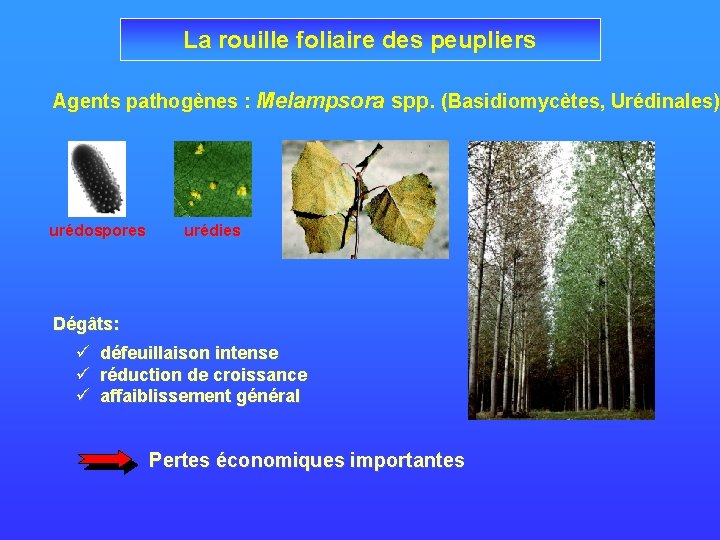 La rouille foliaire des peupliers Agents pathogènes : Melampsora spp. (Basidiomycètes, Urédinales) urédospores urédies