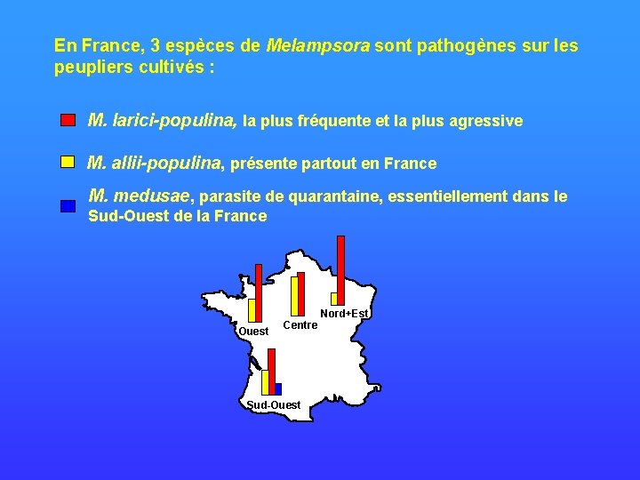 En France, 3 espèces de Melampsora sont pathogènes sur les peupliers cultivés : M.