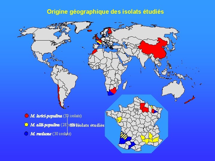 Origine géographique des isolats étudiés M. larici-populina (30 isolats) M. allii-populina (28 isolats) 88