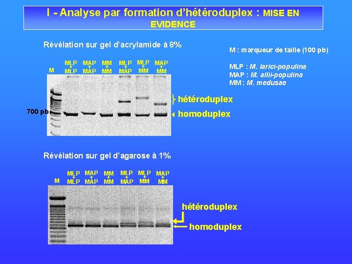 I - Analyse par formation d’hétéroduplex : MISE EN EVIDENCE Révélation sur gel d’acrylamide