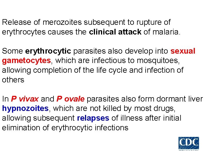 Release of merozoites subsequent to rupture of erythrocytes causes the clinical attack of malaria.