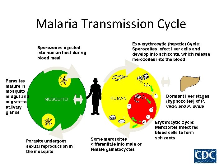 Malaria Transmission Cycle Exo-erythrocytic (hepatic) Cycle: Sporozoites infect liver cells and develop into schizonts,