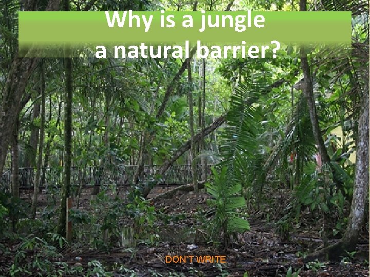 Why is a jungle a natural barrier? Free Powerpoint DON’T WRITE Templates Page 11