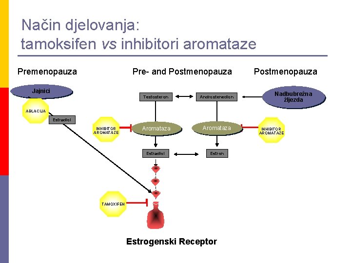 Način djelovanja: tamoksifen vs inhibitori aromataze Premenopauza Pre- and Postmenopauza Jajnici Testosteron Androstenedion Aromataza