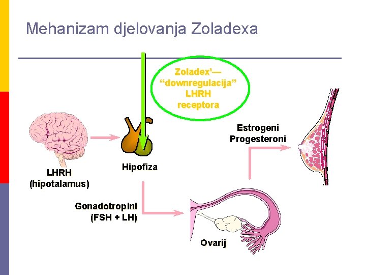 Mehanizam djelovanja Zoladex’— “downregulacija” LHRH receptora Estrogeni Progesteroni LHRH (hipotalamus) Hipofiza Gonadotropini (FSH +